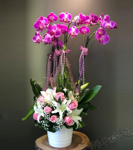 orkide-aeajmani