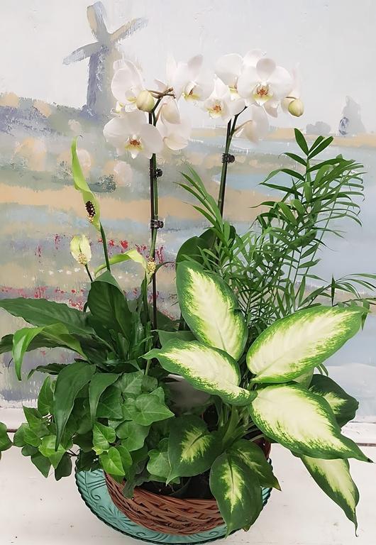 Esenyurt ieki - orkide-bitki-arajmani