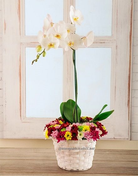 sepette orkide ve aranjman�