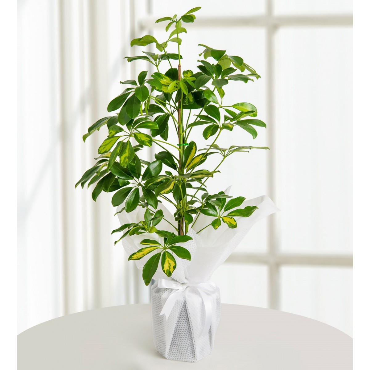 �eflera Bitkisi | T�yap Fuar Alan� ��in Zarif ve Dayan�kl� Bitki